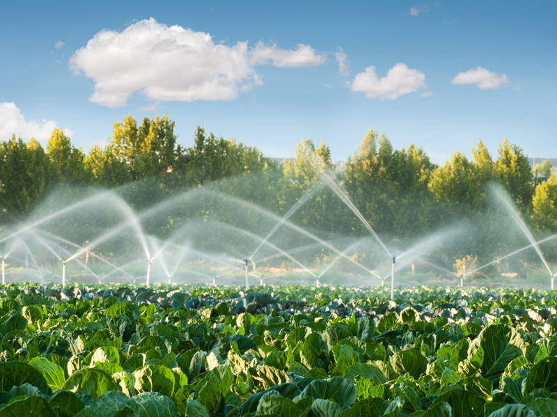 觅知网_绿色蔬菜园中的灌溉系统_1523701.jpg